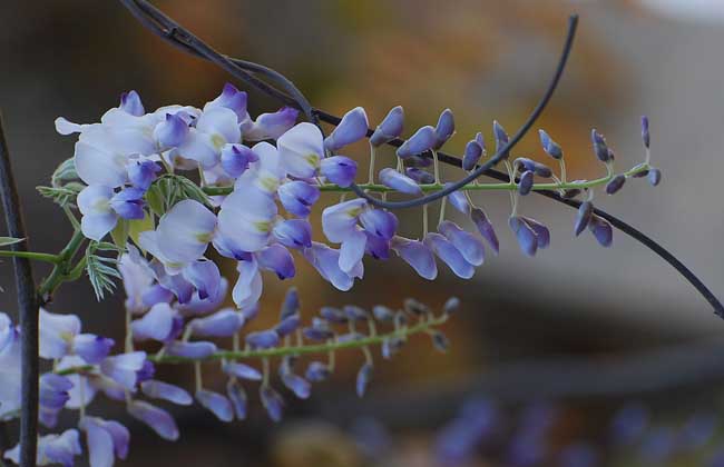 紫藤的栽培养护方法
