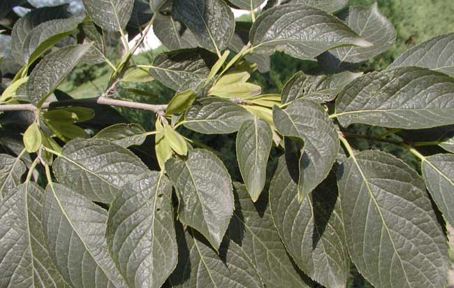 杜仲的种植养护技术