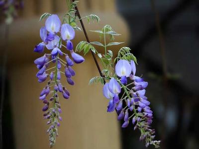 紫藤的种植养护方法
