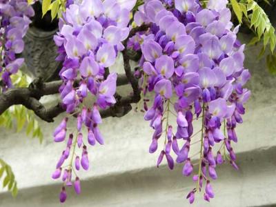 紫藤什么时候开花？紫藤花的花语是什么？