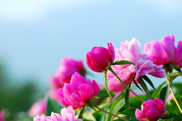芍药的花语是什么 芍药的花语是什么