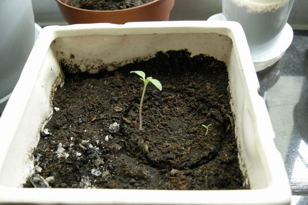 波斯菊种子怎么种 波斯菊种子怎么种