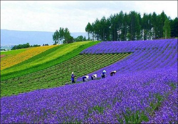 蓝花鼠尾草图片