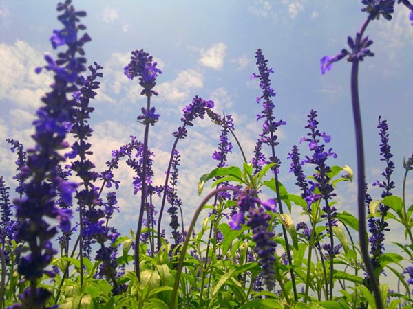 蓝花鼠尾草图片