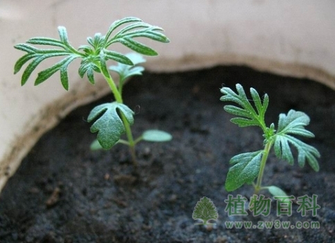 波斯菊播种繁殖