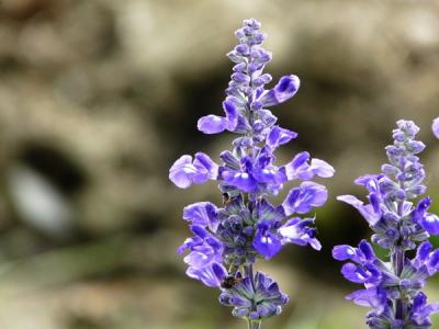 【蓝花鼠尾草】蓝花鼠尾草价格_花期_品种