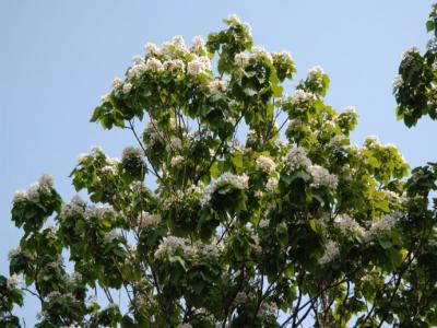 楸树什么时候开花？