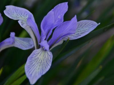 【马莲花】马兰花_马莲花什么时候开