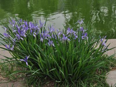 马莲花和马兰花是同一种花吗？