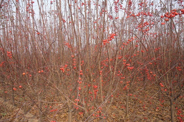冬红果海棠