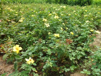 【月季】月季花价格