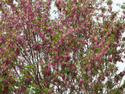 香花槐的常见价值都有哪些