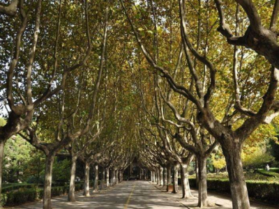 法桐是作为一种主要的行道树的树源之一