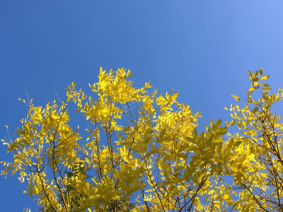 彩叶树种金枝槐可用于湖光山色的点缀
