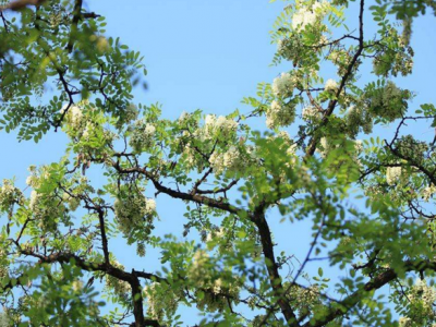 种植刺槐可根据实际情况选择品种