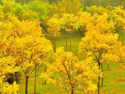 金枝槐用于风景区的点缀具有哪些意义