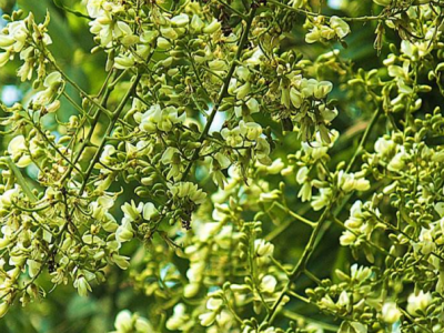 种植国槐要注意间距和土地的选择