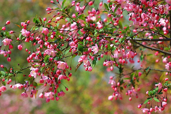 垂丝海棠花