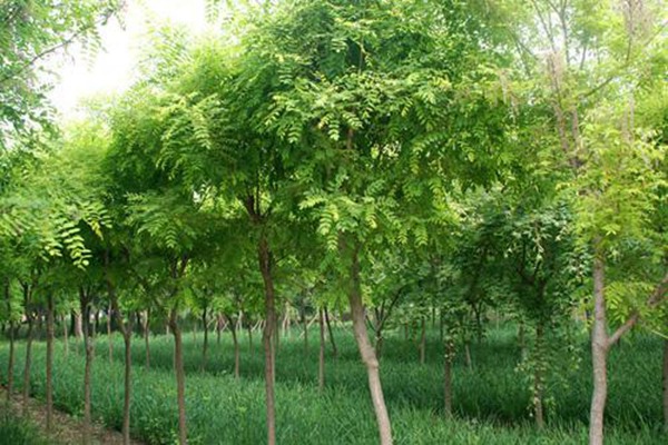 国槐树的种植养护方法
