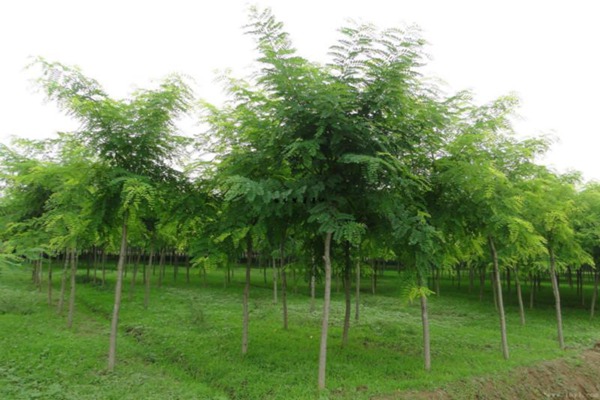国槐树的种植养护方法