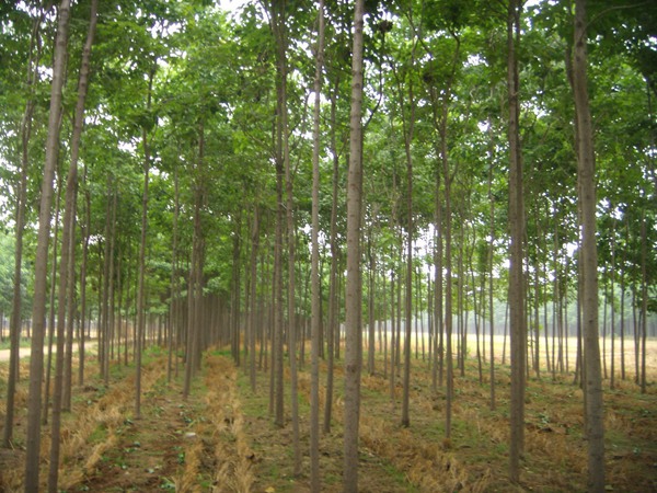 楸树的种植市场价格多少钱