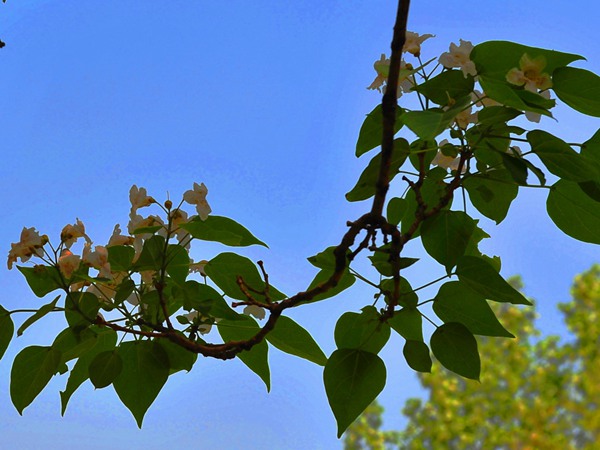 楸树的种植市场价格多少钱