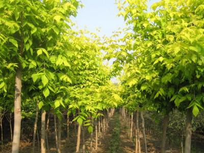 金叶复叶槭12-15公分大量供应