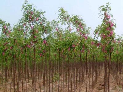 市场中香花槐树苗价格多少