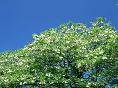 槐树花有着什么功效和作用？