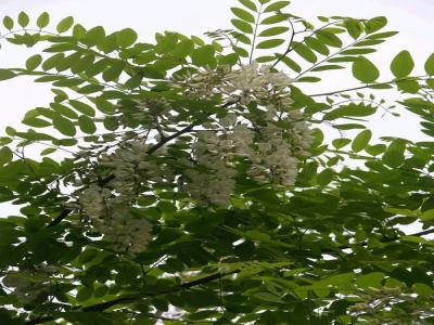 刺槐花可以吃吗，应该怎么吃？