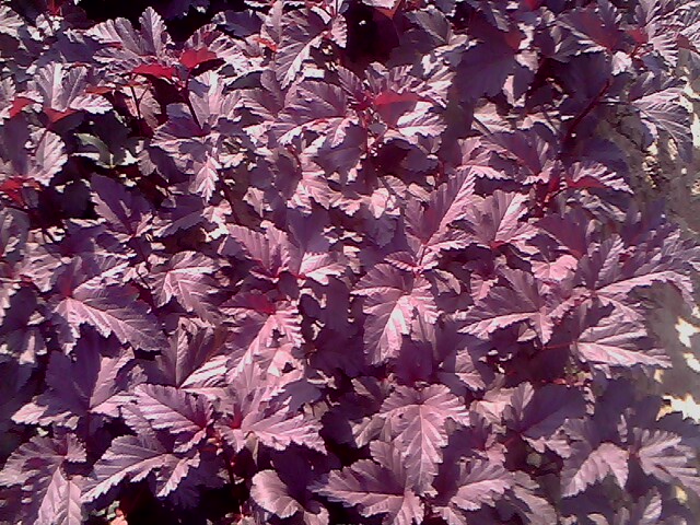 紫叶风箱果