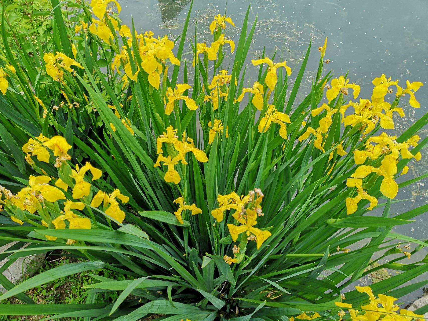 庭院设计师精心总结的15种适合庭院水池栽种的水生植物，建议收藏