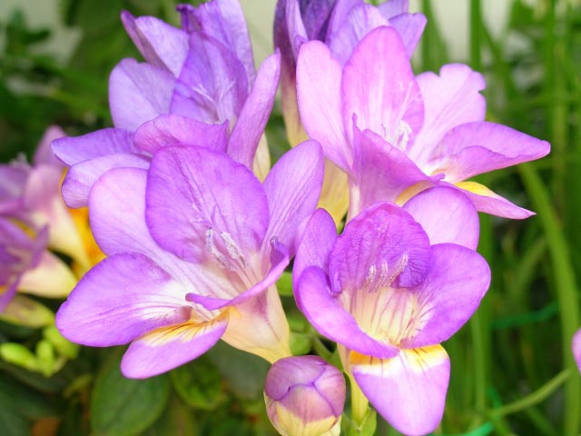 紫玉簪
