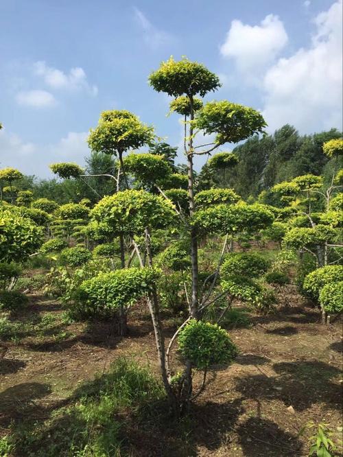 造型金叶榆
