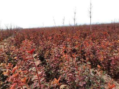 [冬红卫矛]冬红卫矛图片_价格_种植方法