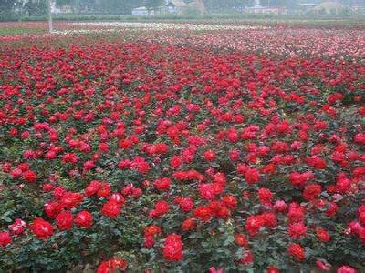 红帽月季图片_价格_种植方法