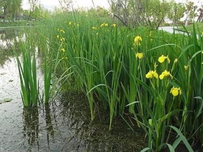 黄菖蒲图片_价格_种植方法