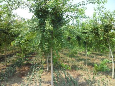 丛生五角枫的种植方法是什么？