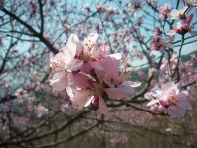 山桃的花语是什么？