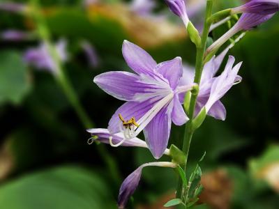 紫玉簪的种植过程需要注意什么？