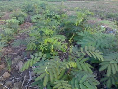 合欢树种植栽培注意事项