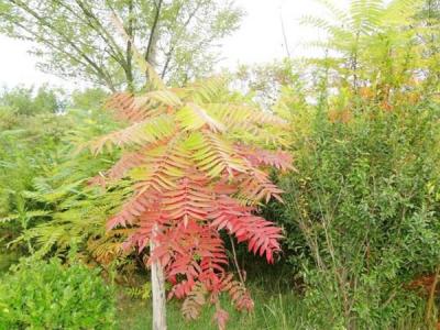 院子里种植臭椿风水好吗？