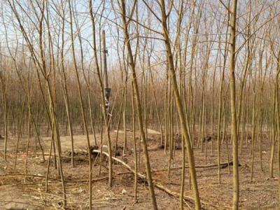 十公分金丝垂柳小苗市场价格
