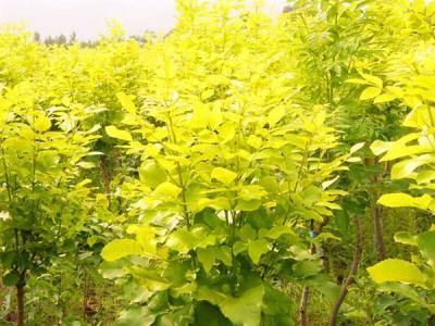 金叶白蜡和白蜡有什么相同点和不同点？