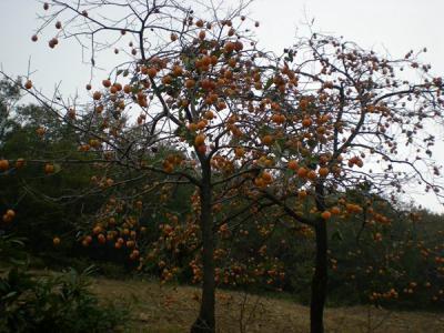 不推荐大家在院子内种植柿子树的原因是什么？