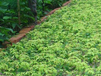 复叶槭种植时间和注意事项