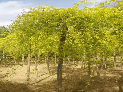 金叶垂榆小苗的种植和养护过程包括什么
