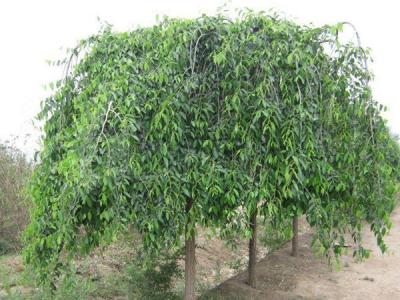 小叶垂榆种植在哪些地区，有什么特点？