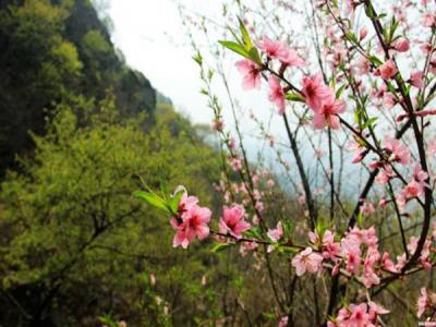 山桃什么时候开花，什么时候赏花效果好