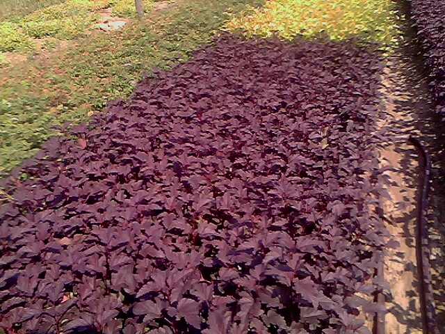 紫叶风箱果